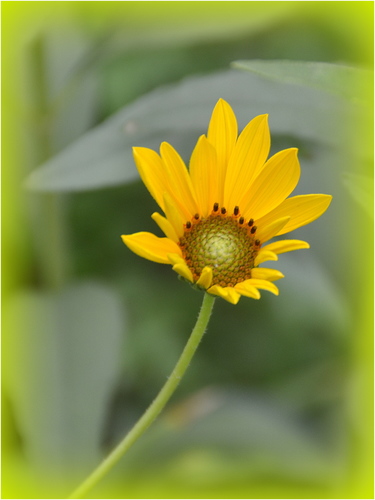 Žltý kvet 