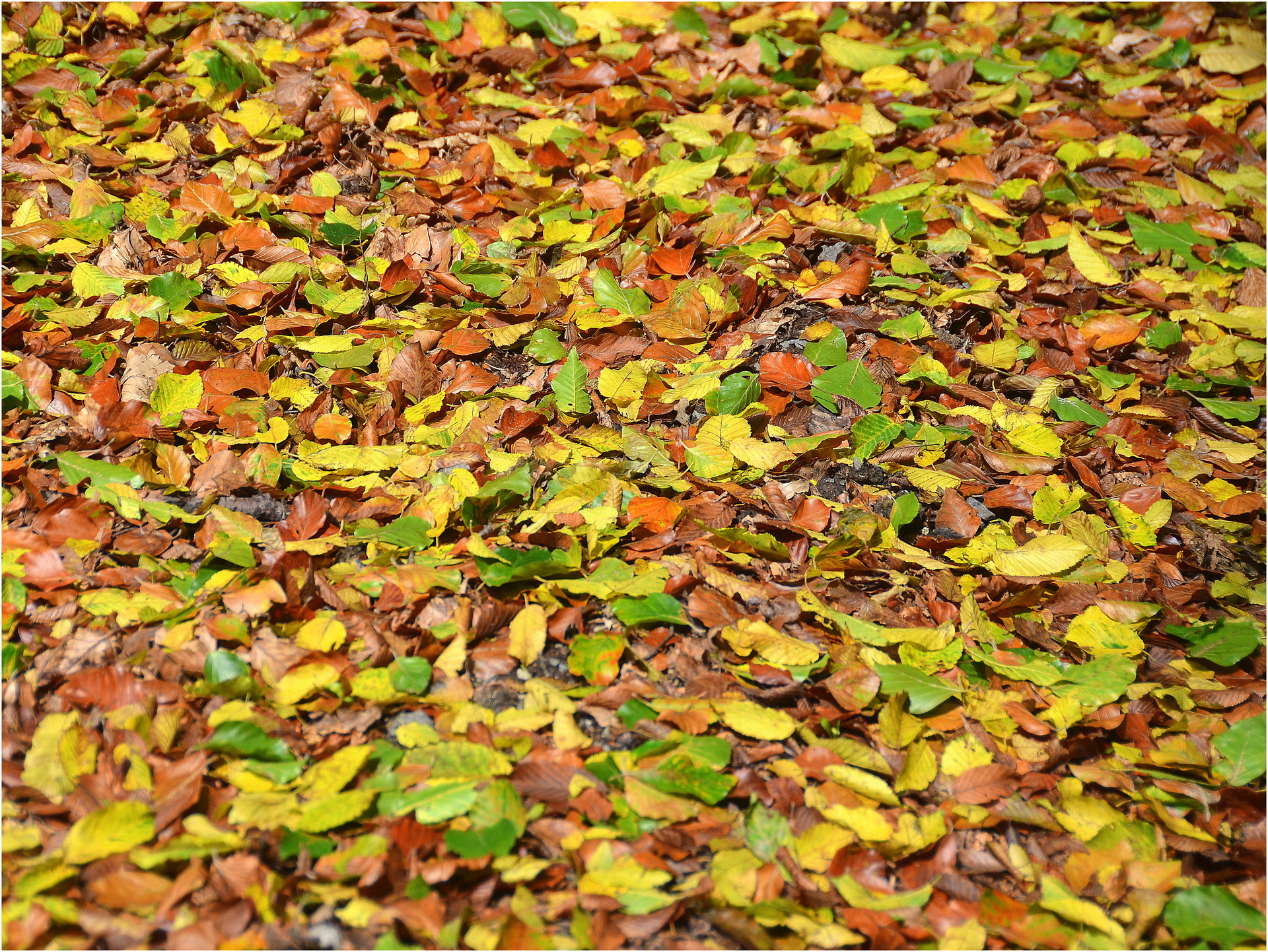 Lesný koberec