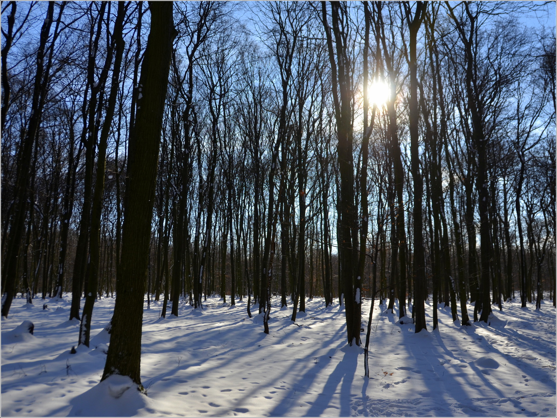 Zimný les 