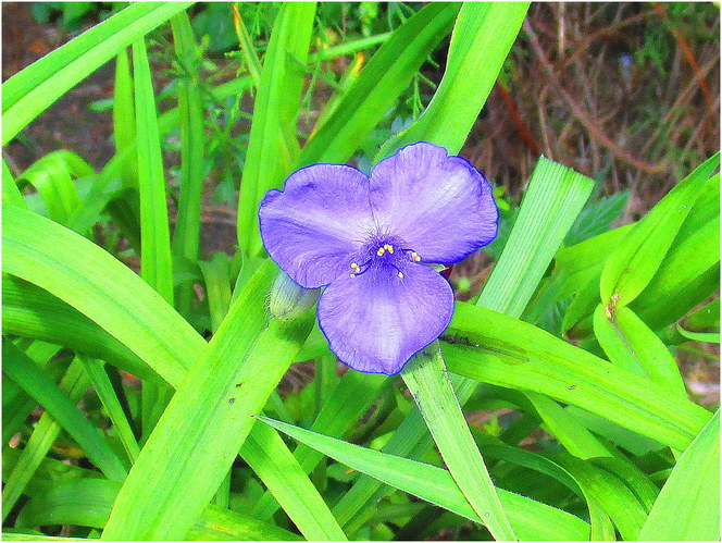 Modrý kvet