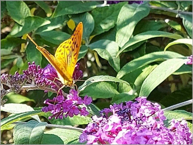 Motýľ 