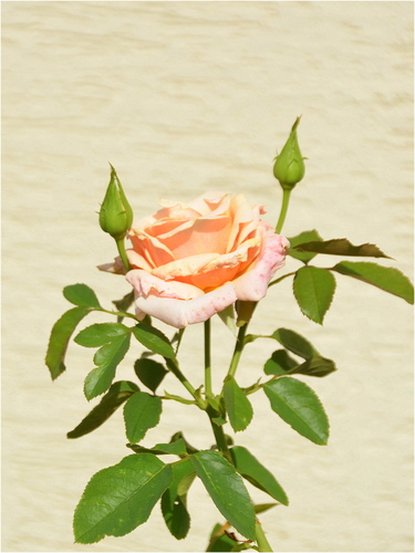 Ruža s púčikmi