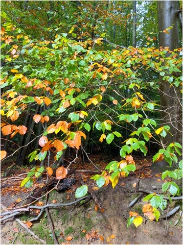 Jesenné listy na strome