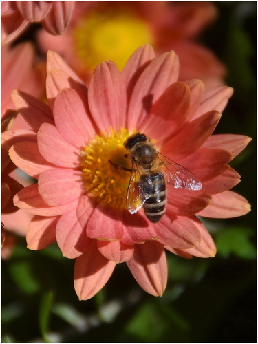 Kvet s včielkou