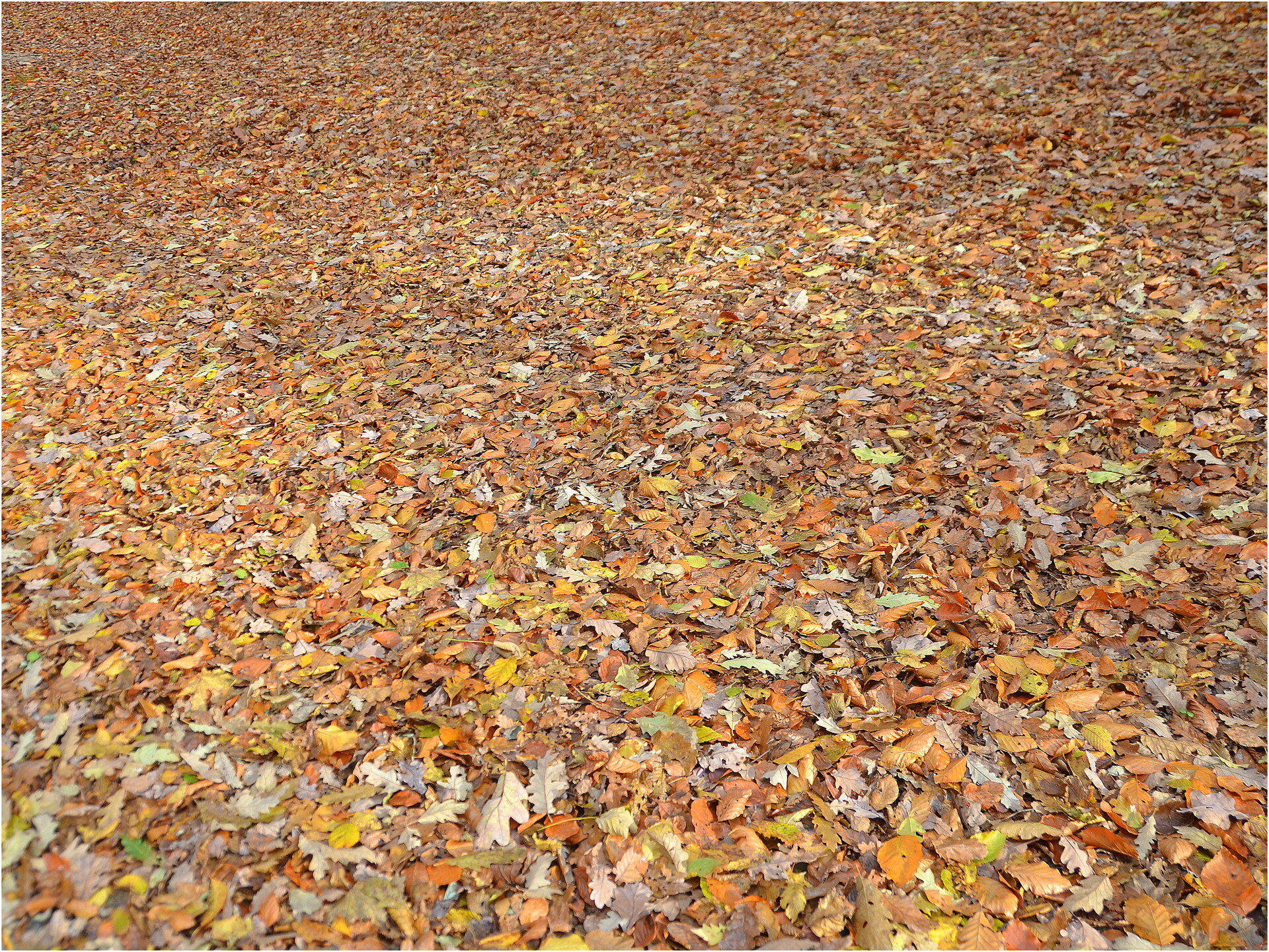 Jesenný vzor koberca 