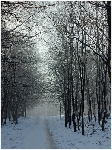Zimná cesta v lese