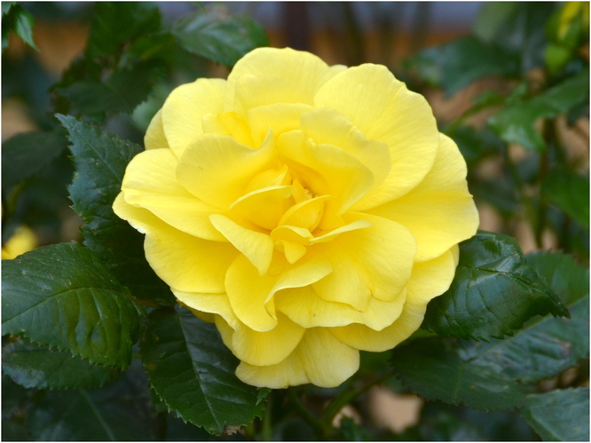 Žltá ruža 
