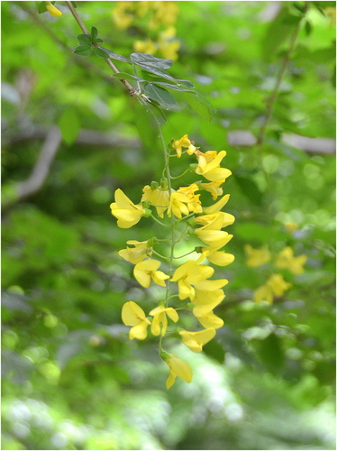 Žltý kvet