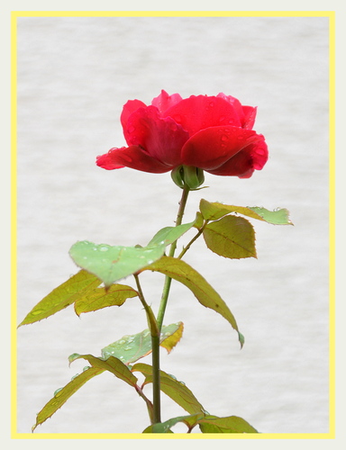 Červená ruža