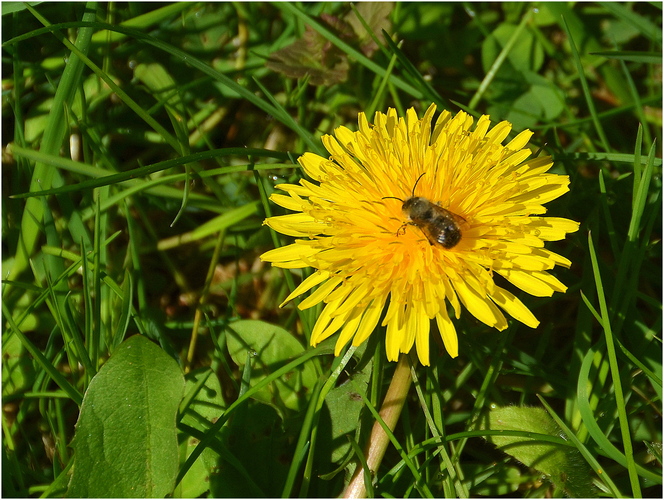 Púpava