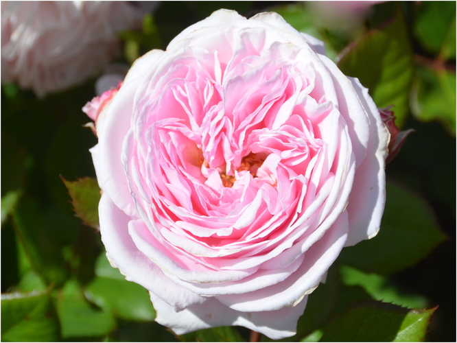 ROSENGRAFIN MARIE HENRIETTE®