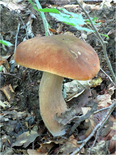 Rastú