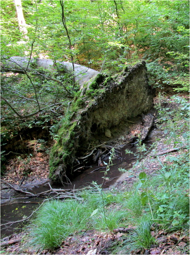 Vyvrátený strom
