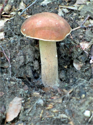 Hríb