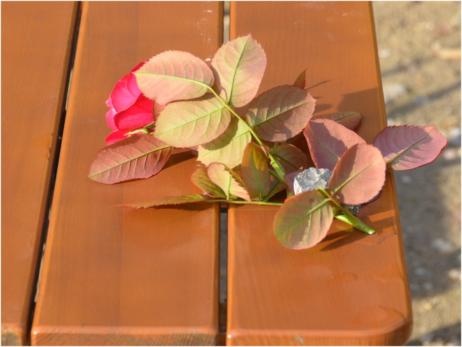 Ruža pred date pije vodu