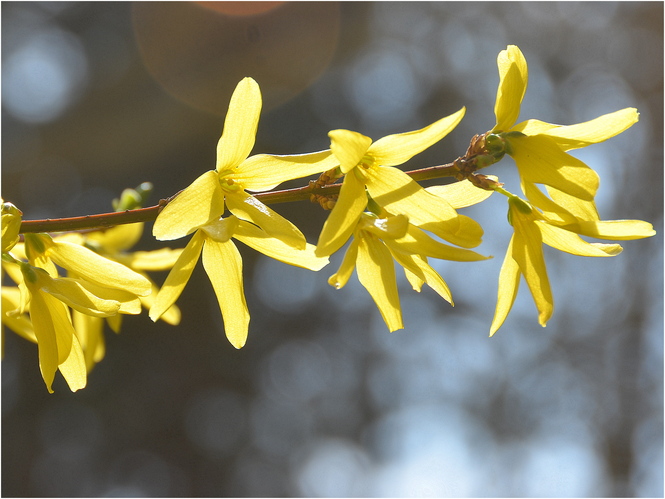 Dnes tu pršalo, ale nie zlato