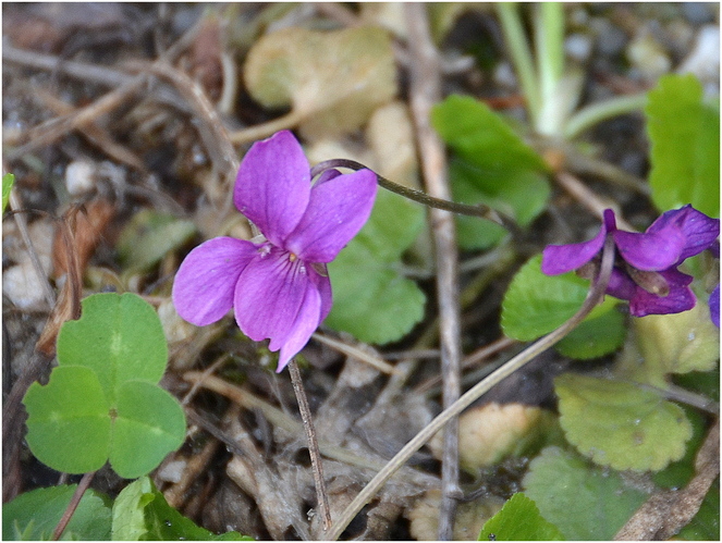 Skutočná fialka na ceste