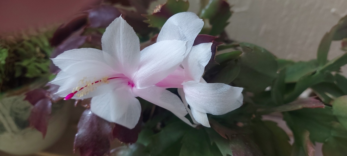 Kaktus "veľkonočný"?