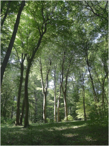 Les ráno