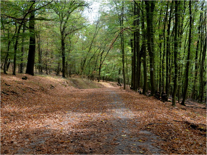 Cesta, skoro jesenná