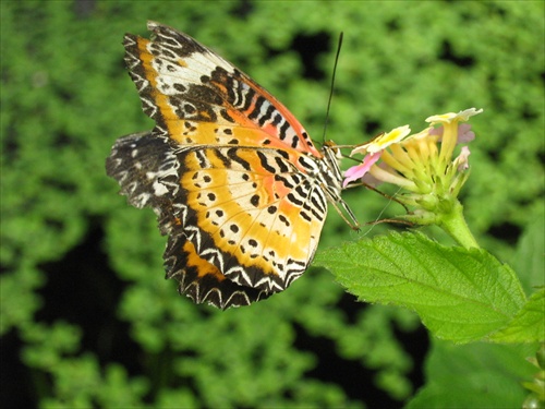 motýľ č.2