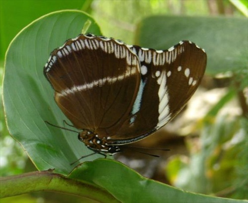 motýľ č.5