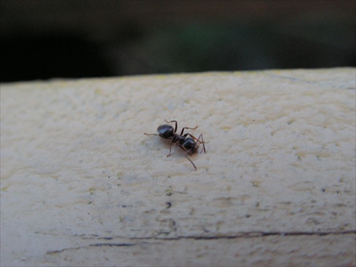 smädny mravcek