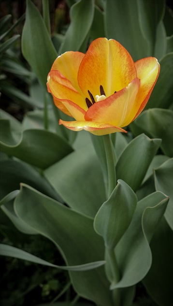 Tulipánik