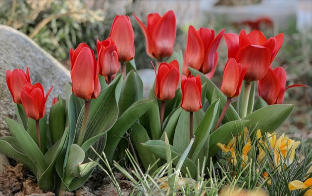 Červené tulipky