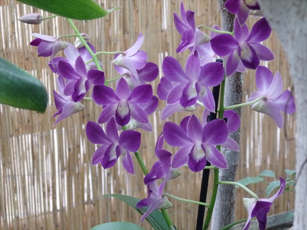 Čas orchideí.