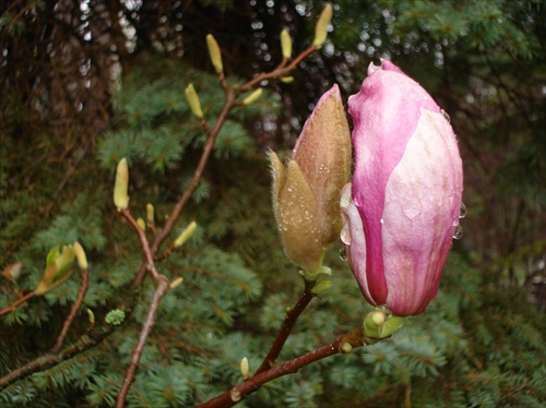 magnolia v slzách