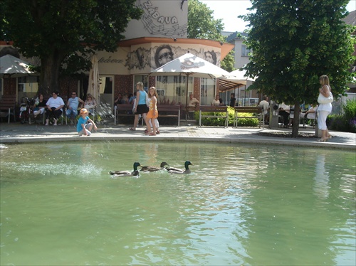 kačice - druh: fontánové