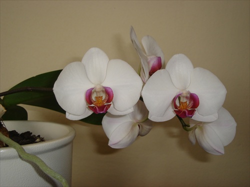 orchidea