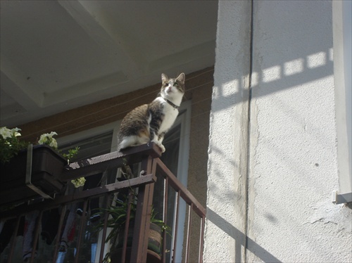 mačka "balkónová"
