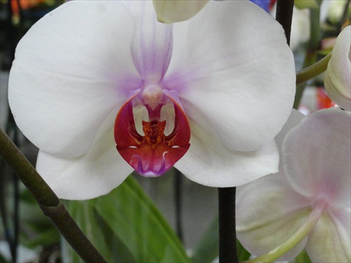 "tvár" orchidey