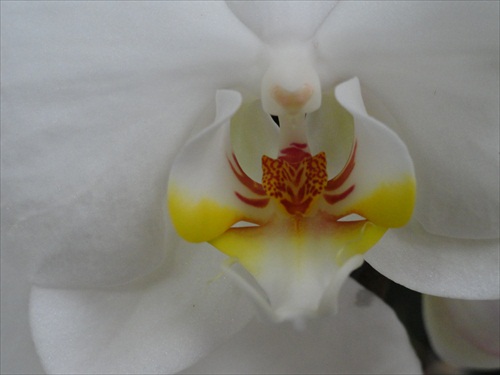 orchidea tiger (rozklik)