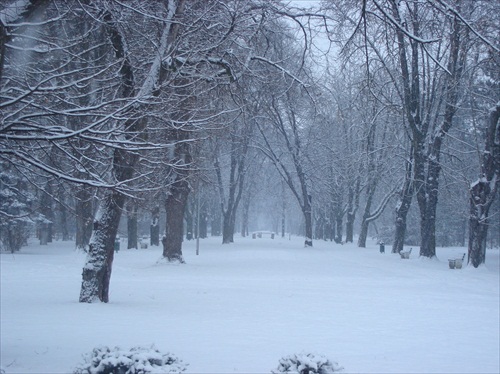 Zahmlená zima v parku