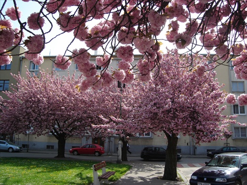 Japonská sakura