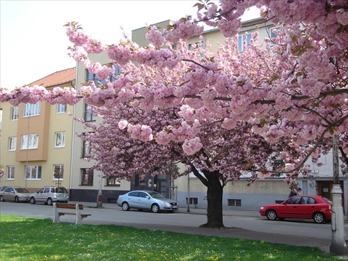 Japonská sakura