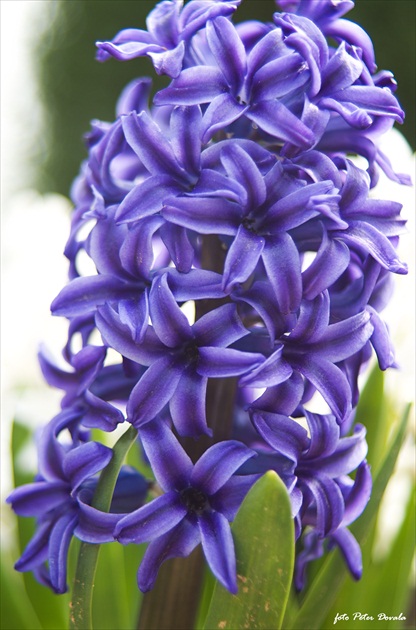 Hyacind