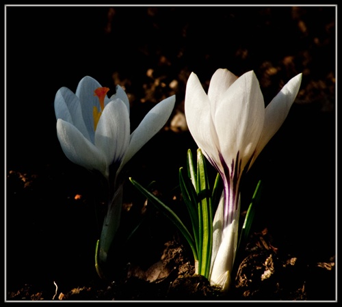 Crocusky 2