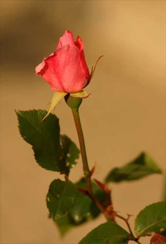 Ranná ruža