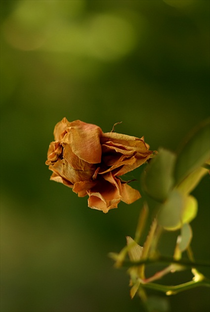 Mŕtva ruža z Kauflandu..:)