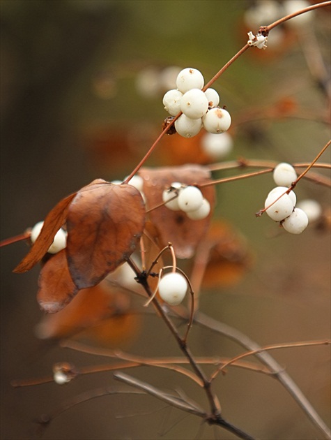 Symphoricarpos albus