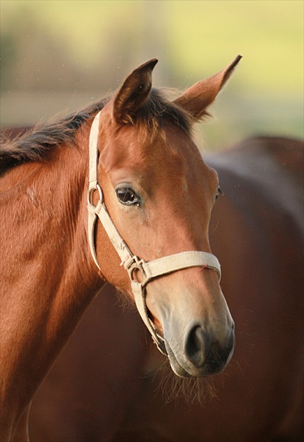 Red Horse žriebä