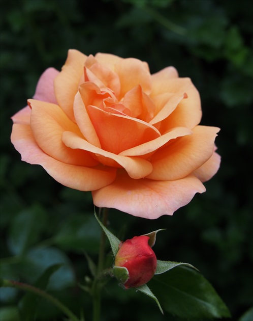 ruža,,Aprikola" W. KORDES