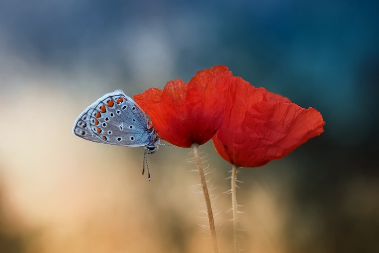 blue&red