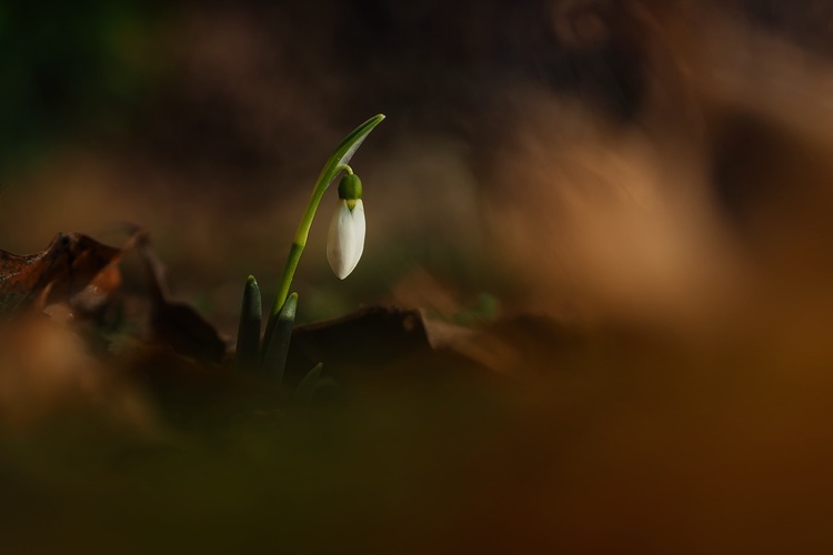 Poslíček jari 🌿