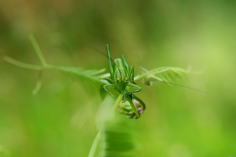 Majster kamufláže...