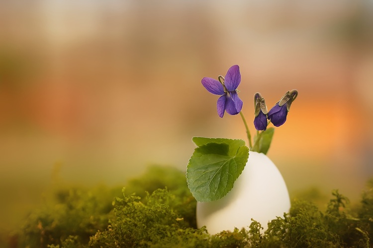 Prvý jarný deň🌿